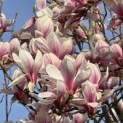 Magnolia 'Soulangeana' - 1