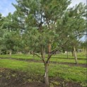Pinus sylvestris - Foto 2