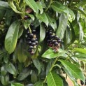 Prunus laurocerasus 'Caucasica' - 1