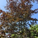 Fagus sylvatica 'Riversii' - Foto 1