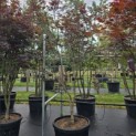 Acer palmatum 'Bloodgood' - Foto 3