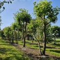 Platanus x Hispanica - 1