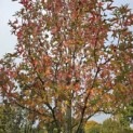 Liquidambar styraciflua 'Stared' - 2
