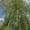 Salix sepulcralis 'Chrysocoma' - 3