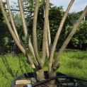 Rhus typhina - Foto 3