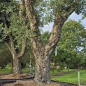 Quercus Suber - Foto 8