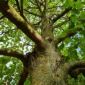 Tilia platyphyllos - Foto 1