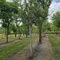 Malus domestica 'Notaris' - Foto 5
