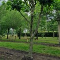 Platanus x hispanica - Afbeelding 4