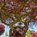 Acer palmatum 'Dissectum' - Foto 1