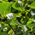 Diospyros lotus - 3
