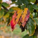 Parrotia persica 'Vanessa' - 3