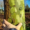 Platanus x hispanica