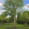 Betula Nigra - 3