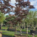 Acer palmatum 'Bloodgood' - Foto 2