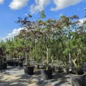 Albizia julibrissin 'Summer Chocolate' - Foto 2