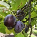 Prunus domestica 'Bleue de Belgique' - Foto 4