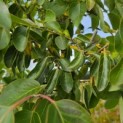 Diospyros 'Nikita's Gift' - 4