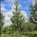 Malus domestica 'Rode Boskoop' - 1