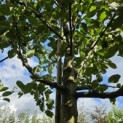 Malus domestica 'Rode Boskoop' - 2