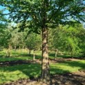 Cercidiphyllum japonicum - Foto 1