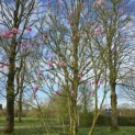 Magnolia 'Betty' - 1