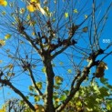 Platanus x Hispanica