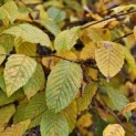 Carpinus betulus - impressie herfstkleur
