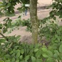 Carpinus betulus - 5