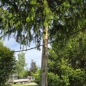 Taxus baccata dovastoniana 'Aurea Pendula' - 1