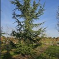 Cedrus libani - 1