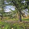 Cedrus libani - 2