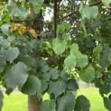 Tilia x europaea 'Pallida' - 3