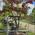Acer palmatum 'Bloodgood' - 1