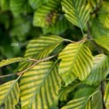 Fagus sylvatica 'Striata' - augustus 2024 blad