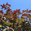 Acer plat. 'Crimson King' - 3