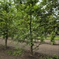 Carpinus betulus - 1