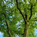 Carpinus betulus - Foto 2