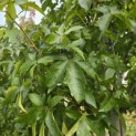 Liquidambar styraciflua 'Palo Alto' - Foto 5