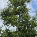 Quercus cerris 'Marmor Star' - 2