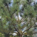 Pinus nigra 'Nigra' - Foto 1