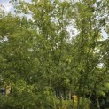 Acer negundo - 4