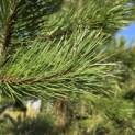 Pinus nigra 'Nigra' - 1