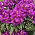 Rhododendron 'Marcel Menard' - 5