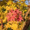 Acer palmatum 'Sangokaku' - Foto 3