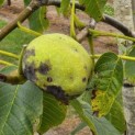 Juglans regia 'Cyril' - Foto 1