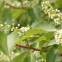 Prunus Lusitanica - 2