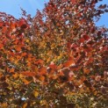 Fagus sylvatica 'Atropunicea' - mei 2026