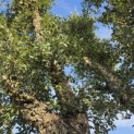 Quercus Suber - Foto 4