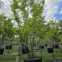 Carpinus betulus - Foto 5
